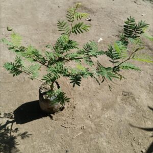 Shami Plant / Holi Shami In 5 Inch Poly Bag