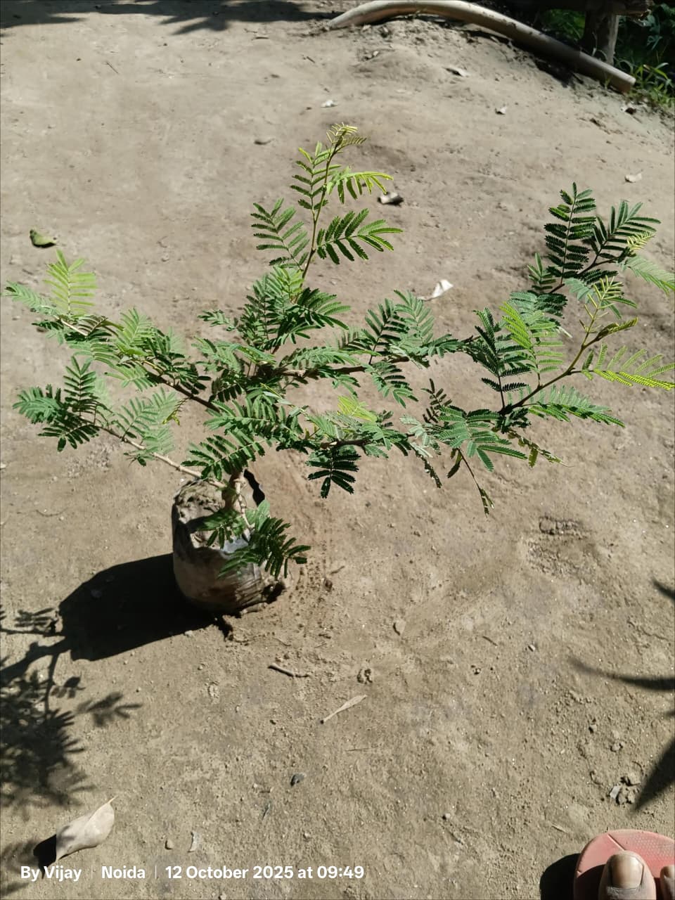 Shami Plant / Holi Shami In 5 Inch Poly Bag