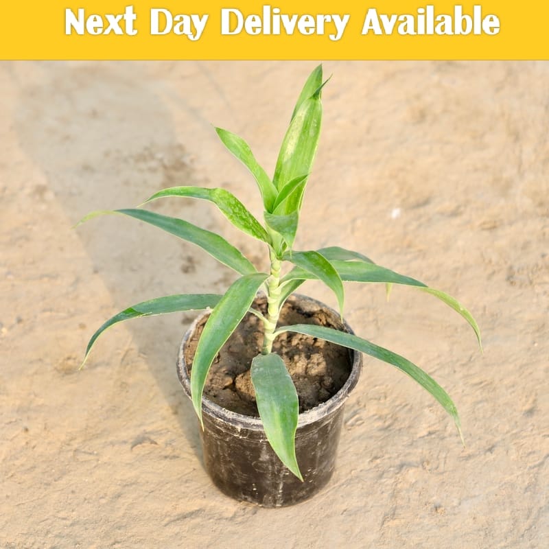 Song of india green plant (Dracaena reflexa) in 5 inch poly bag
