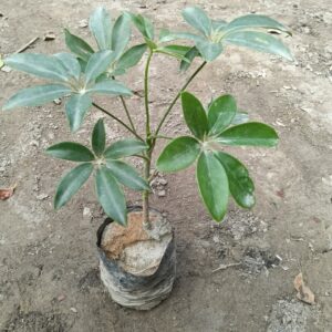 suplera