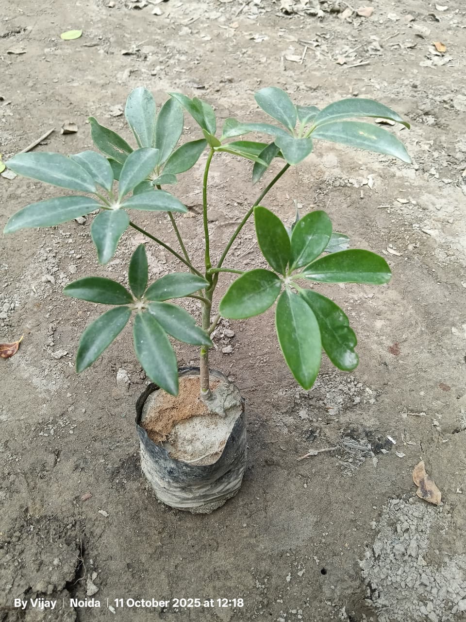 suplera