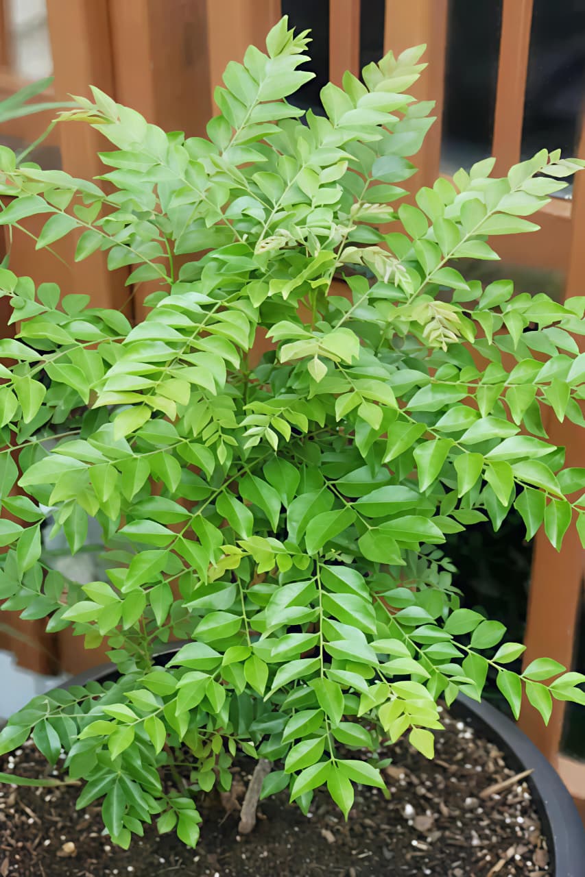 Curry Patta Plant / Curry Leaf | Healthy Plant