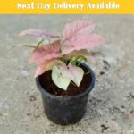 syngonium
