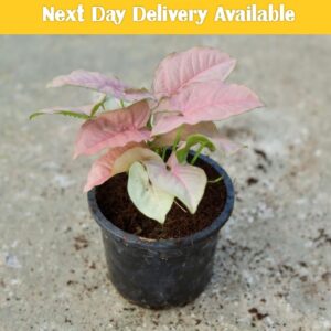 syngonium