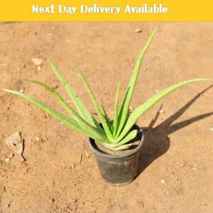 plant