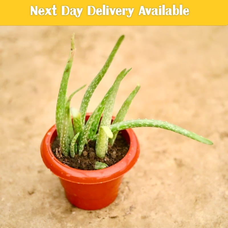 Aloe Vera in 6 Inch Pot