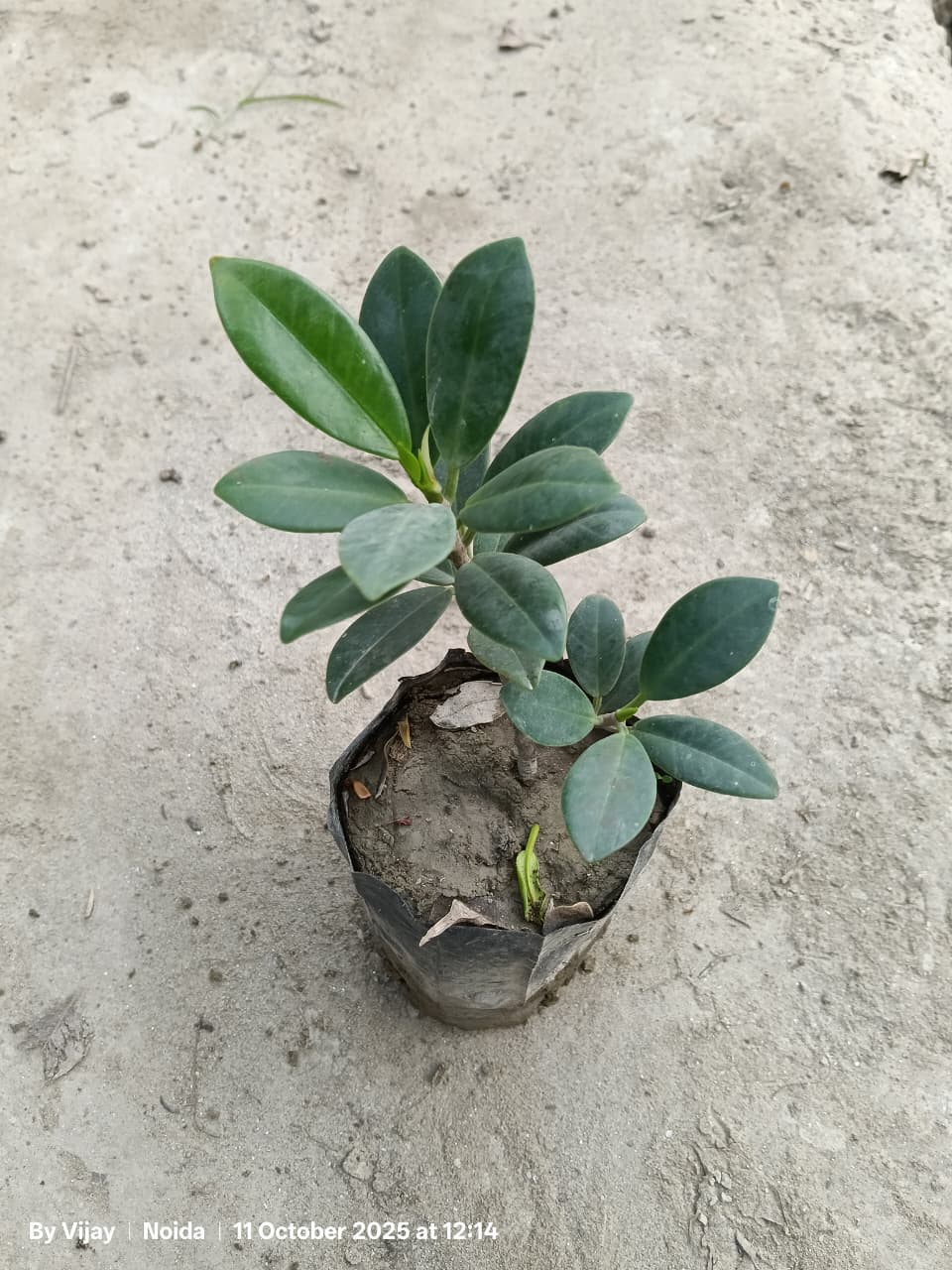 Long Ficus Plant In 5 Inch Nursery Bag