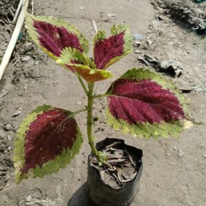 Coleus Plant In 5 Inch Poly Bag