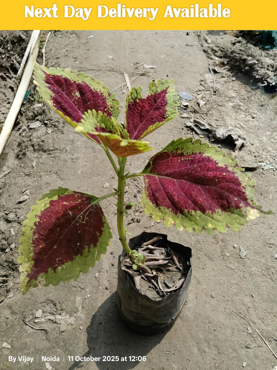 Coleus Plant In 5 Inch Poly Bag
