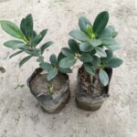 launga ficus