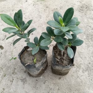 launga ficus