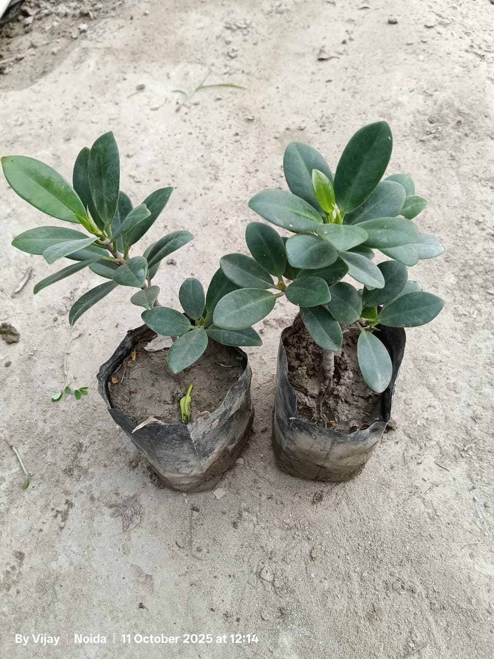 launga ficus