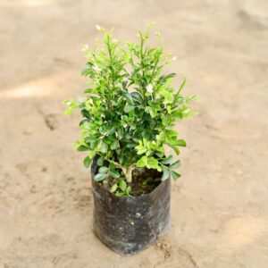 Madhu Kamni Plant In 5 Inch Poly Bag