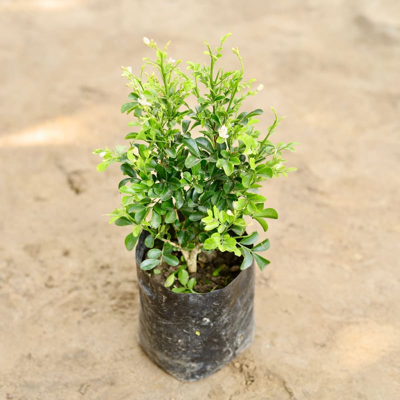 Madhu Kamni Plant In 5 Inch Poly Bag