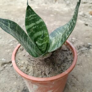 Dwarf Snake Plant in 4 inch pot