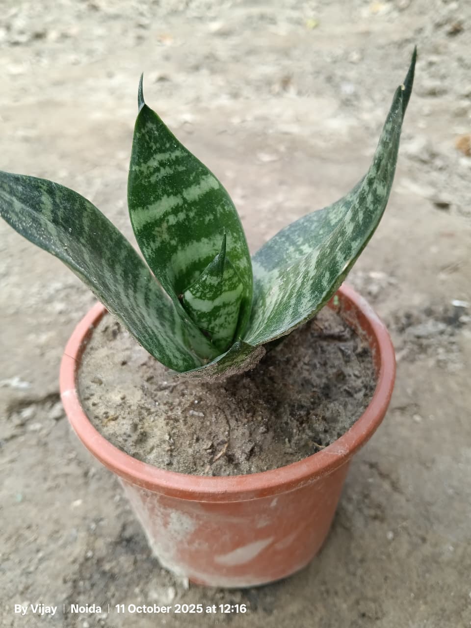 Dwarf Snake Plant in 4 inch pot
