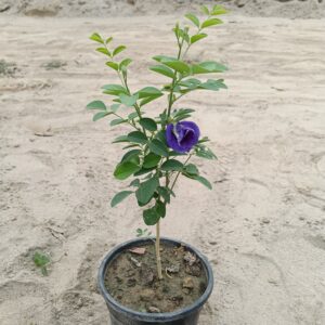 Aparajita Double Flower | Purple Color (Asian Pigeonwings) In 5.5 Inch Polybag