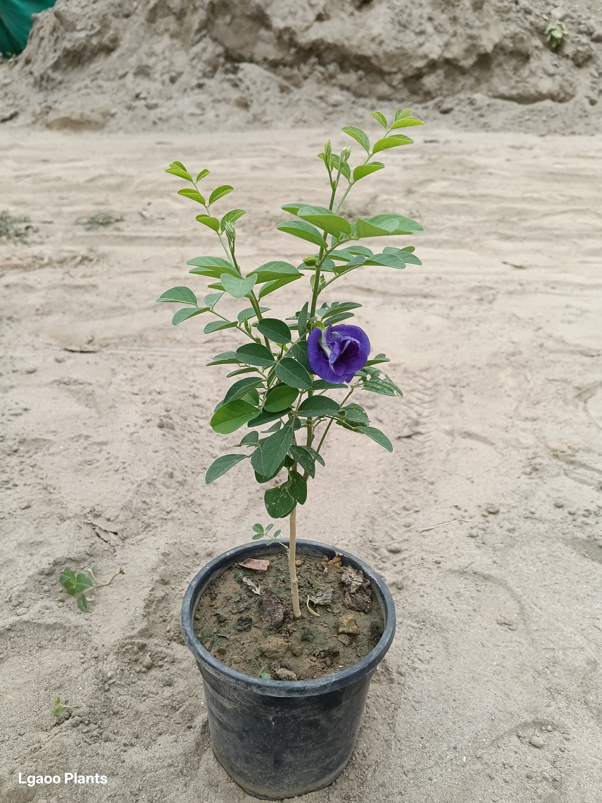 Aparajita Double Flower | Purple Color (Asian Pigeonwings) In 5.5 Inch Polybag