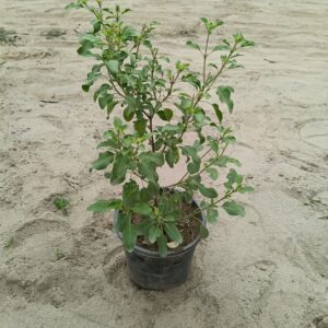 Rama Tulsi (Holy Basil) | Green Tulsi In 6 Inch Pot