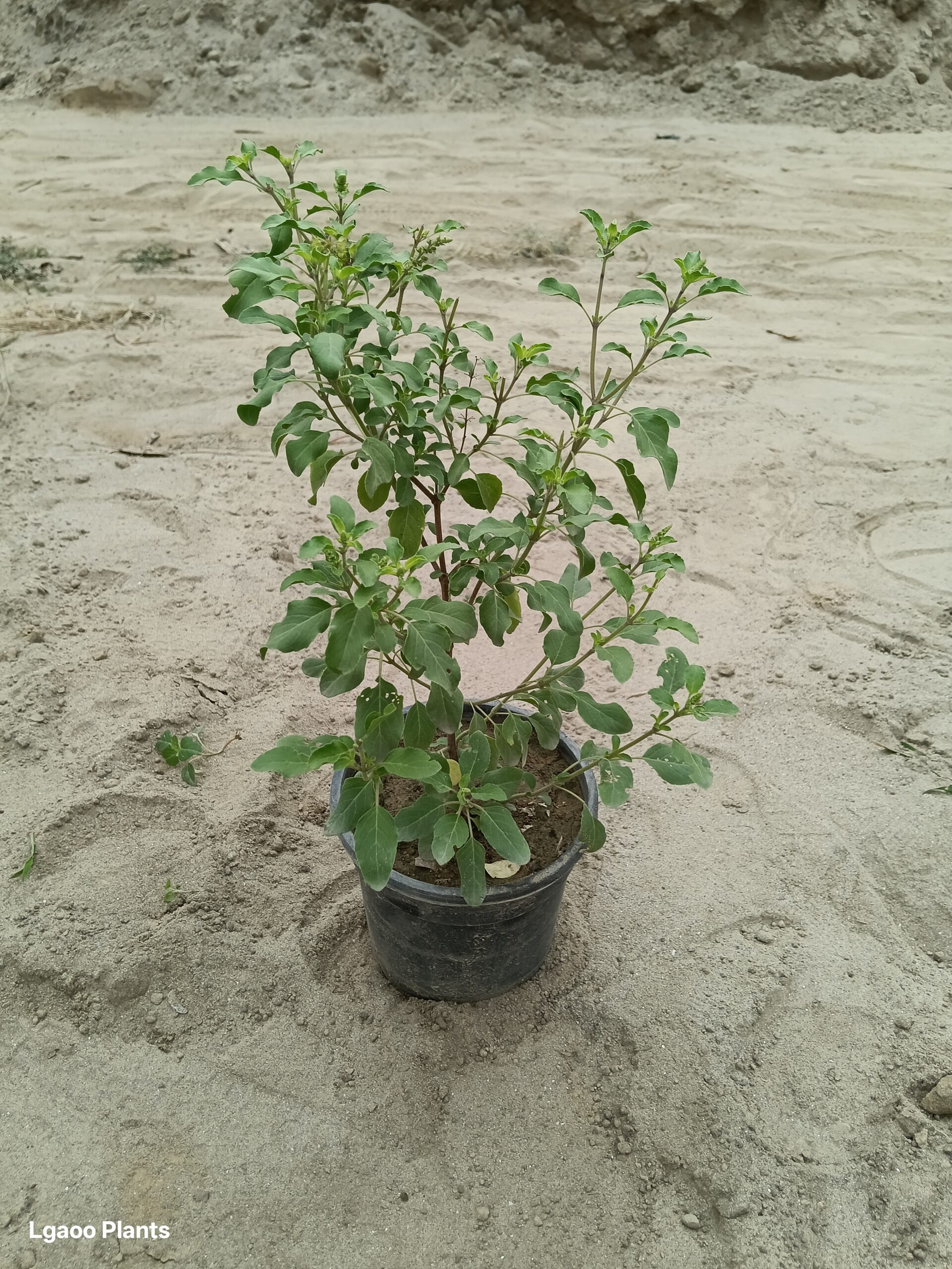 Rama Tulsi (Holy Basil) | Green Tulsi In 6 Inch Pot