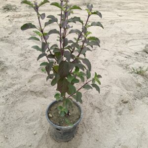 Shyma Tulsi ( Krishna Tulsi ) | Black Tulsi In 6 Inch Pot