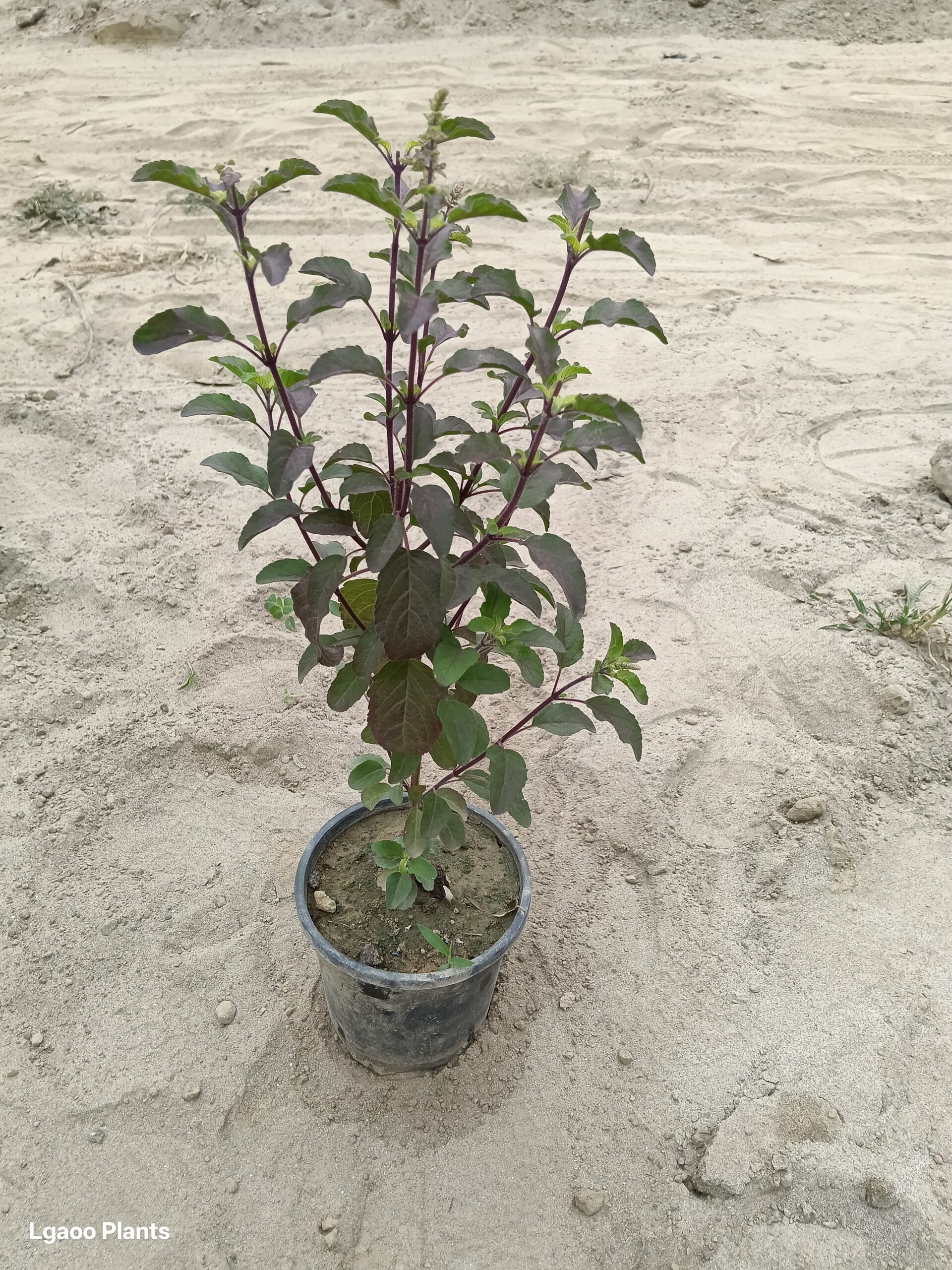 Shyma Tulsi ( Krishna Tulsi ) | Black Tulsi In 6 Inch Pot