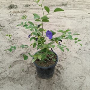 Purple Aparajita (Blue / Purple) In 6 Inch Pot