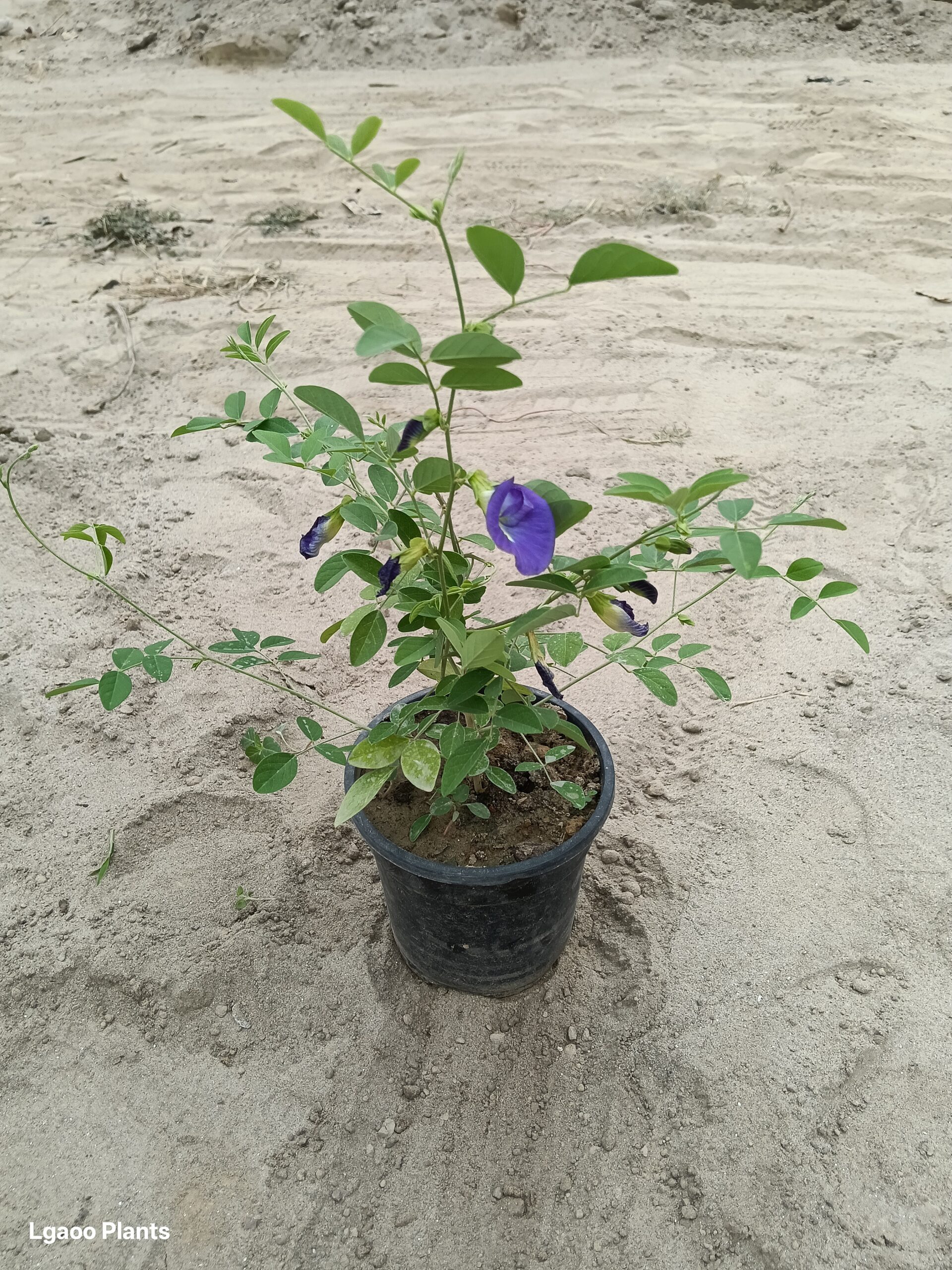 Purple Aparajita (Blue / Purple) In 6 Inch Pot