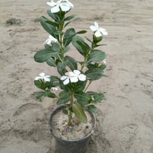 Periwinkle | Desi Sadabahar In 5 Inch Poly Bag