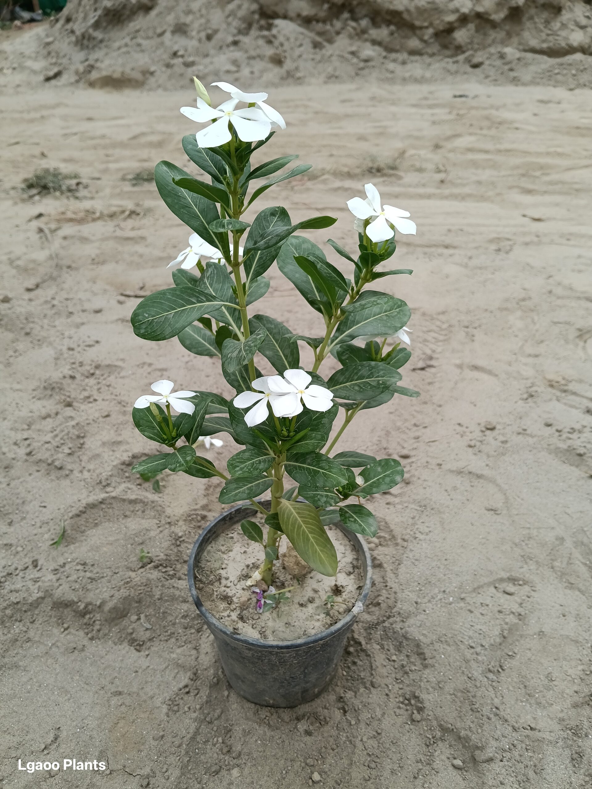 Periwinkle | Desi Sadabahar In 5 Inch Poly Bag