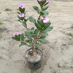 Sadabahar plant | periwinkle – in 6 inch pot
