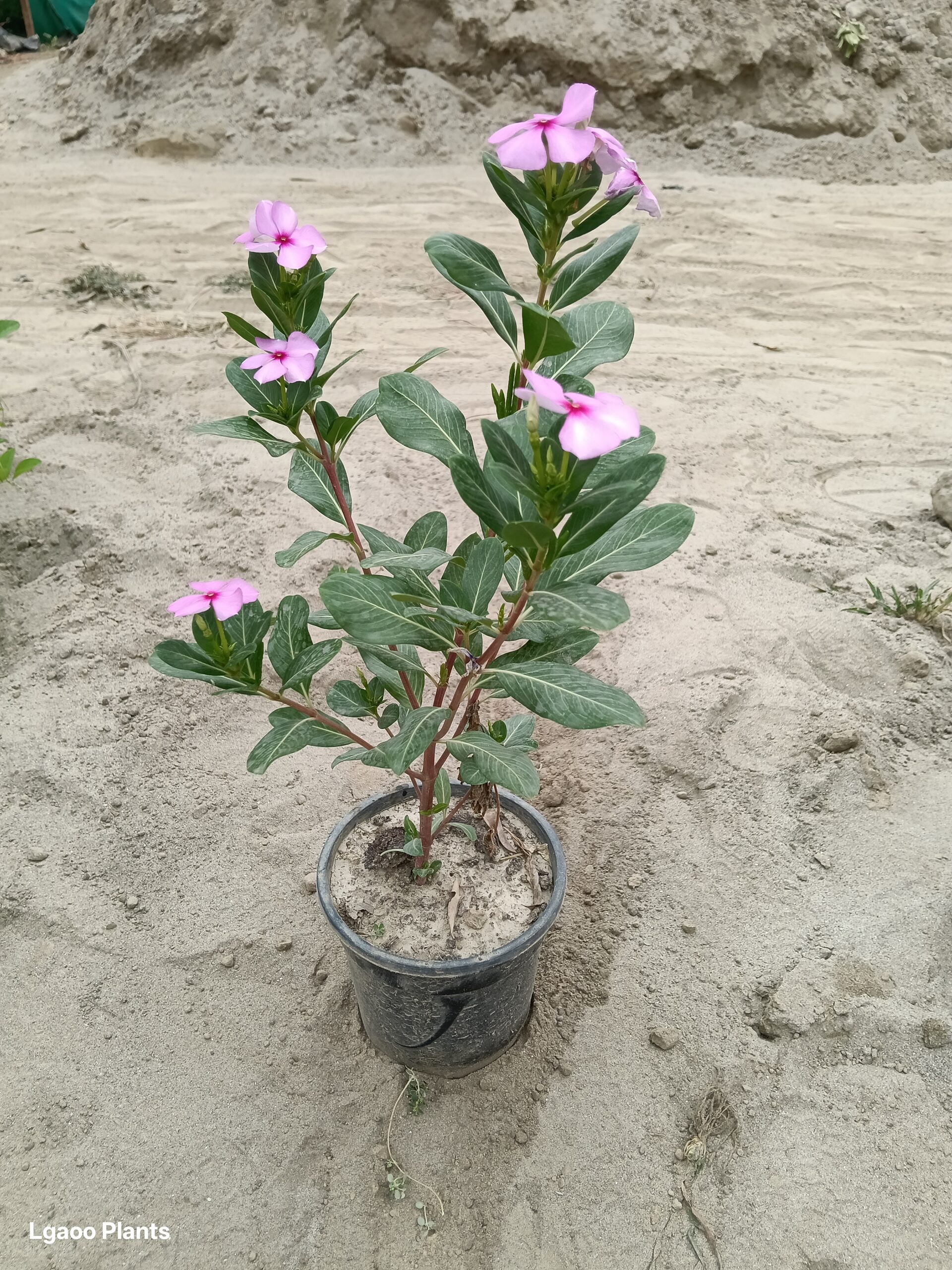 Sadabahar plant | periwinkle - in 6 inch pot