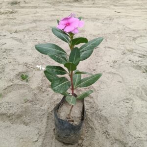 vinca plant | sadabahar | periwinkle – in nusery bag