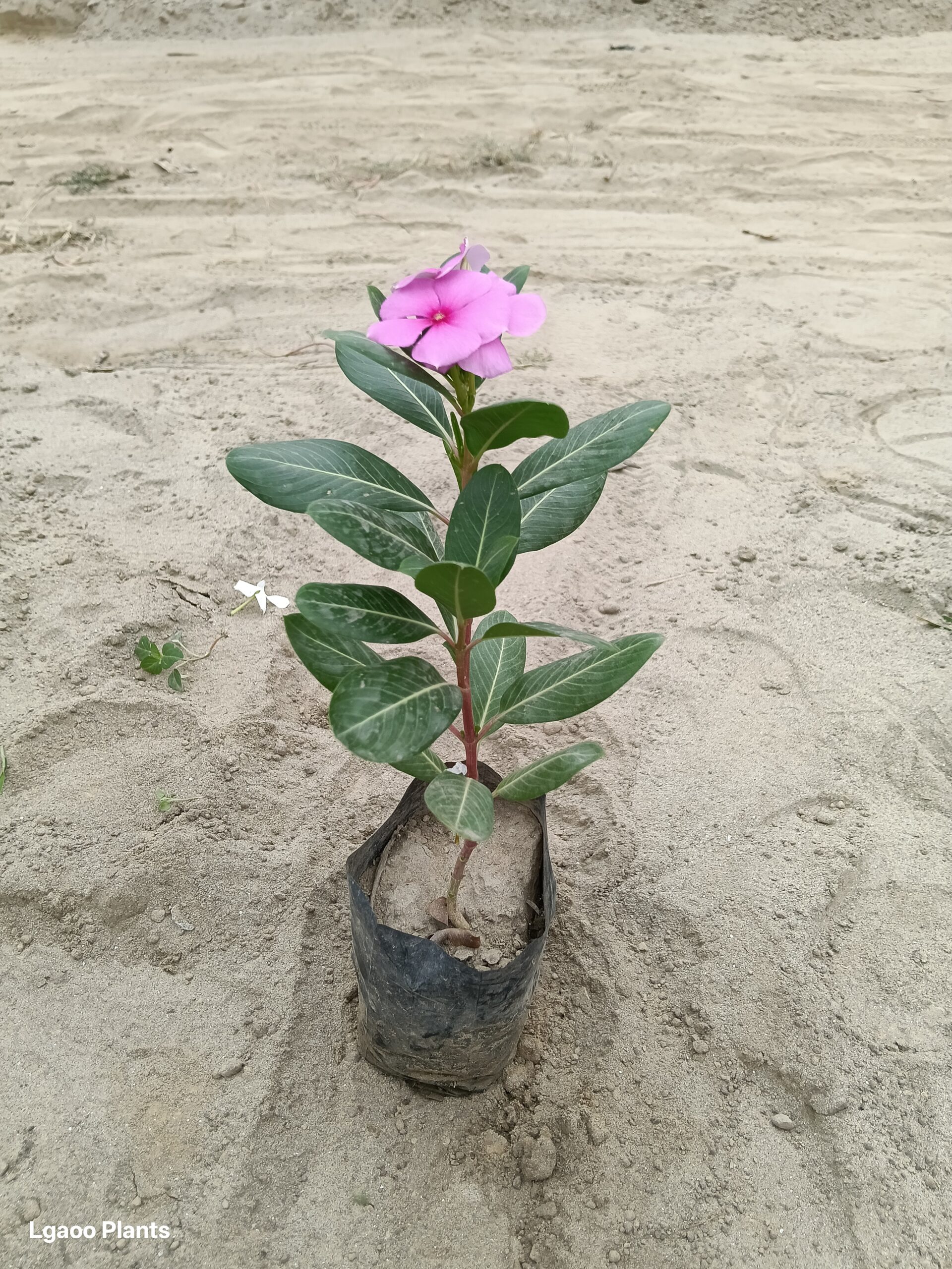 vinca plant | sadabahar | periwinkle - in nusery bag
