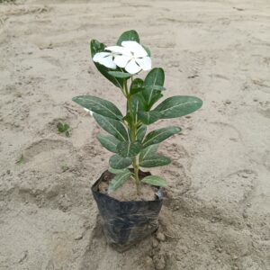 Desi Sadabahar | Periwinkle Plant In 5 Inch Nursery Bag