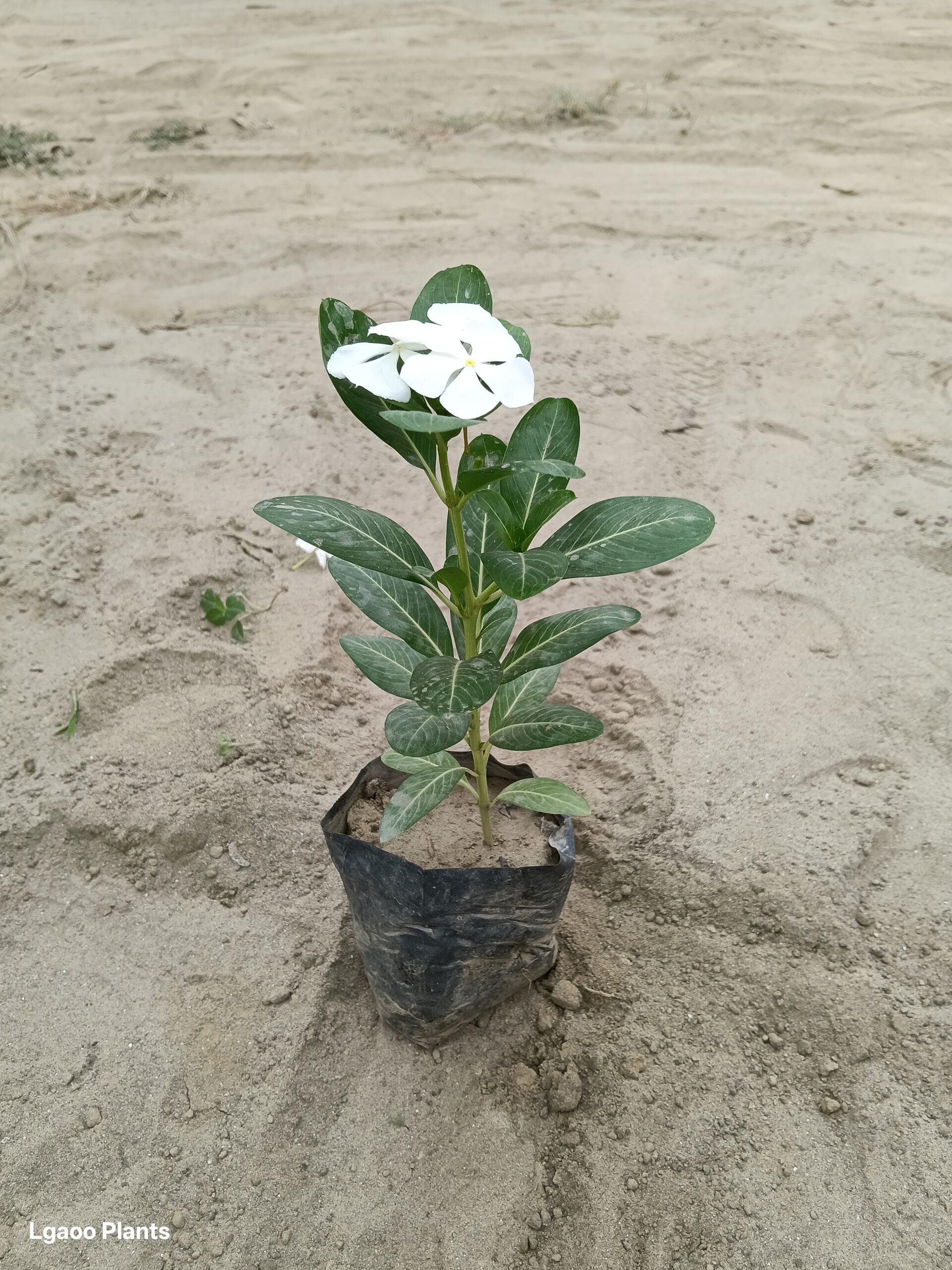 Desi Sadabahar | Periwinkle Plant In 5 Inch Nursery Bag
