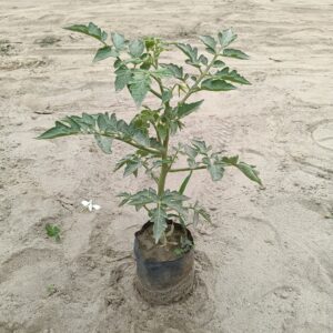 Tomato plants | Tamatar plant – in nursery poly bag