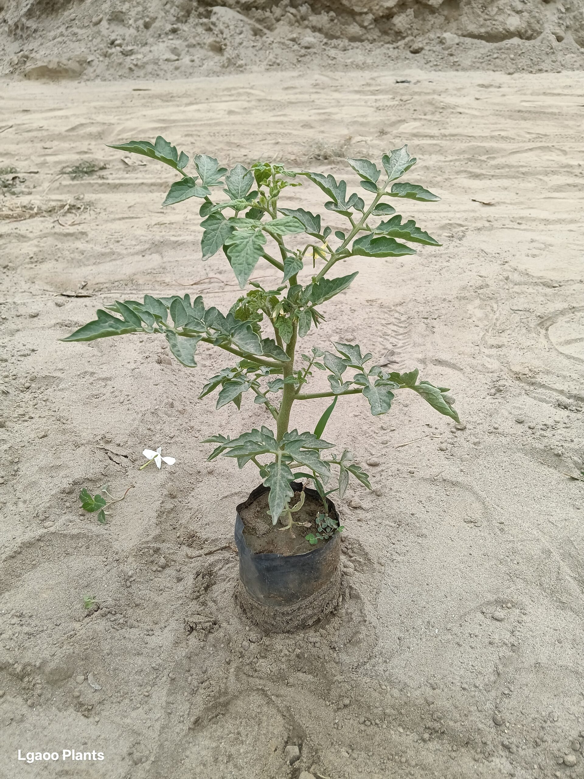 Tomato plants | Tamatar plant - in nursery poly bag