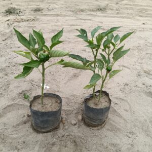 Capsicum Plant / Shimla Mirchi in 4 Inch Nursery bag