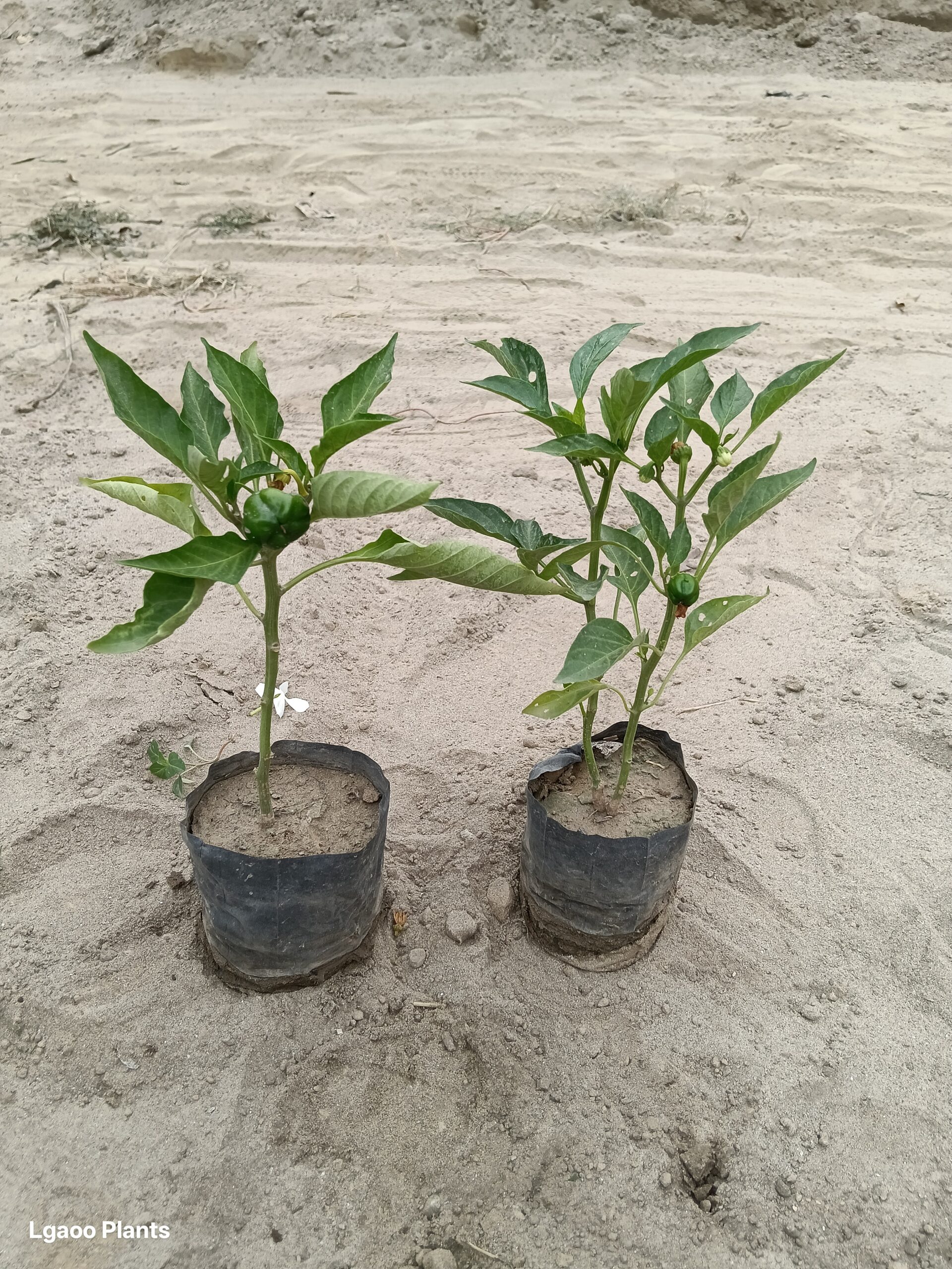Capsicum Plant / Shimla Mirchi in 4 Inch Nursery bag
