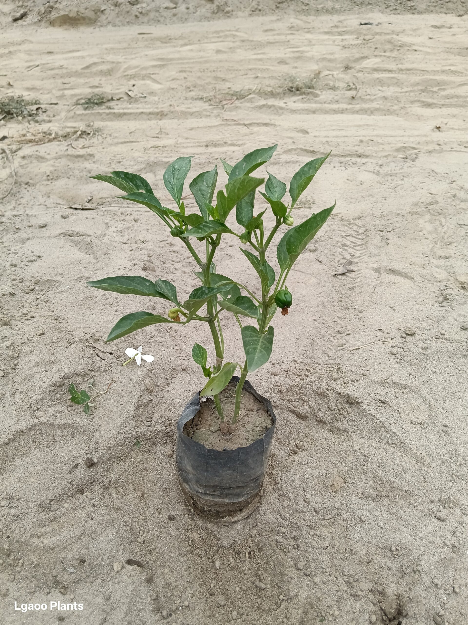 Shimla Mirch plant | Capsicum - 6 inch poly bag