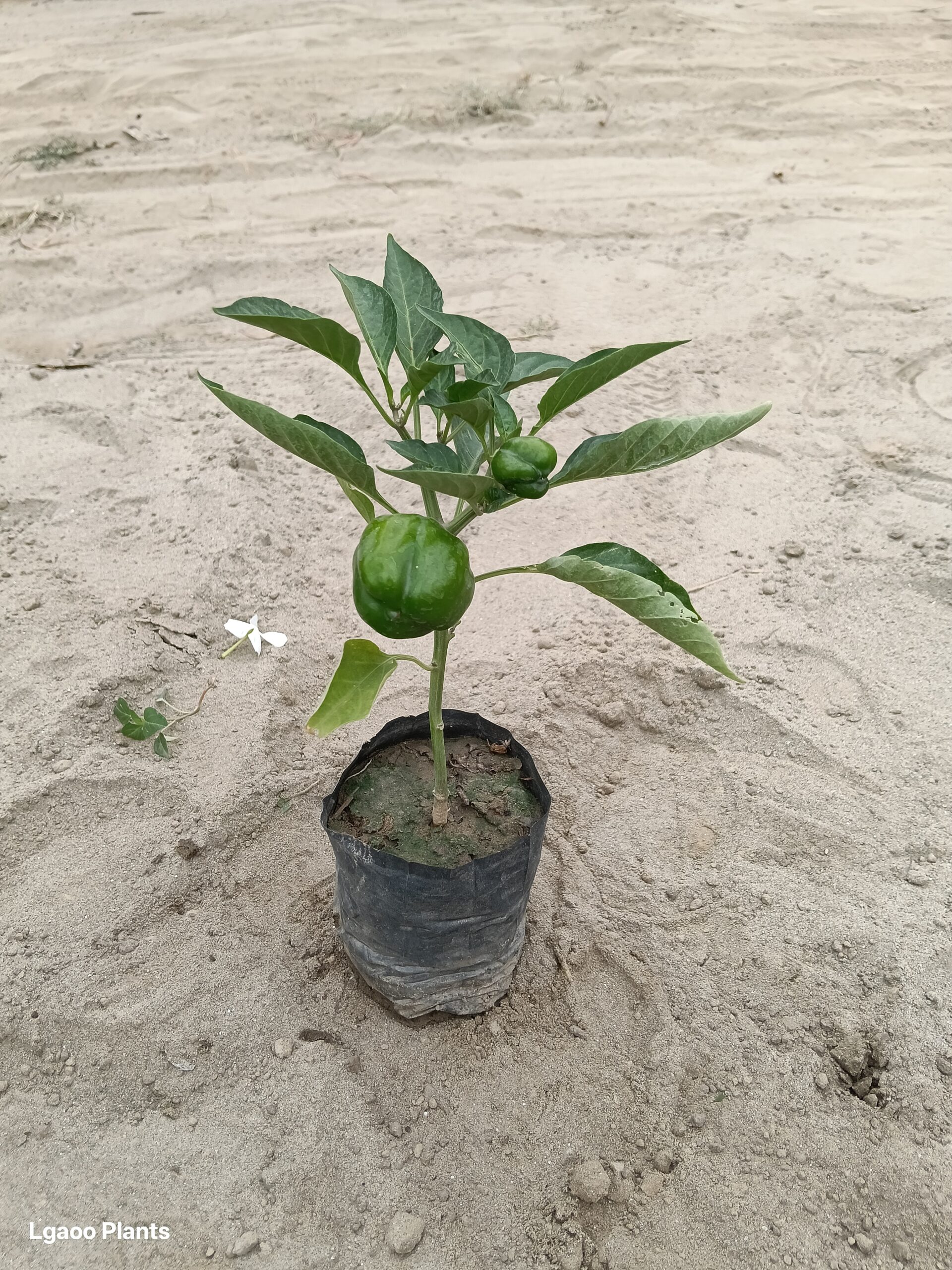 Capsicum Plant / Shimla Mirchi in 4 Inch Nursery bag