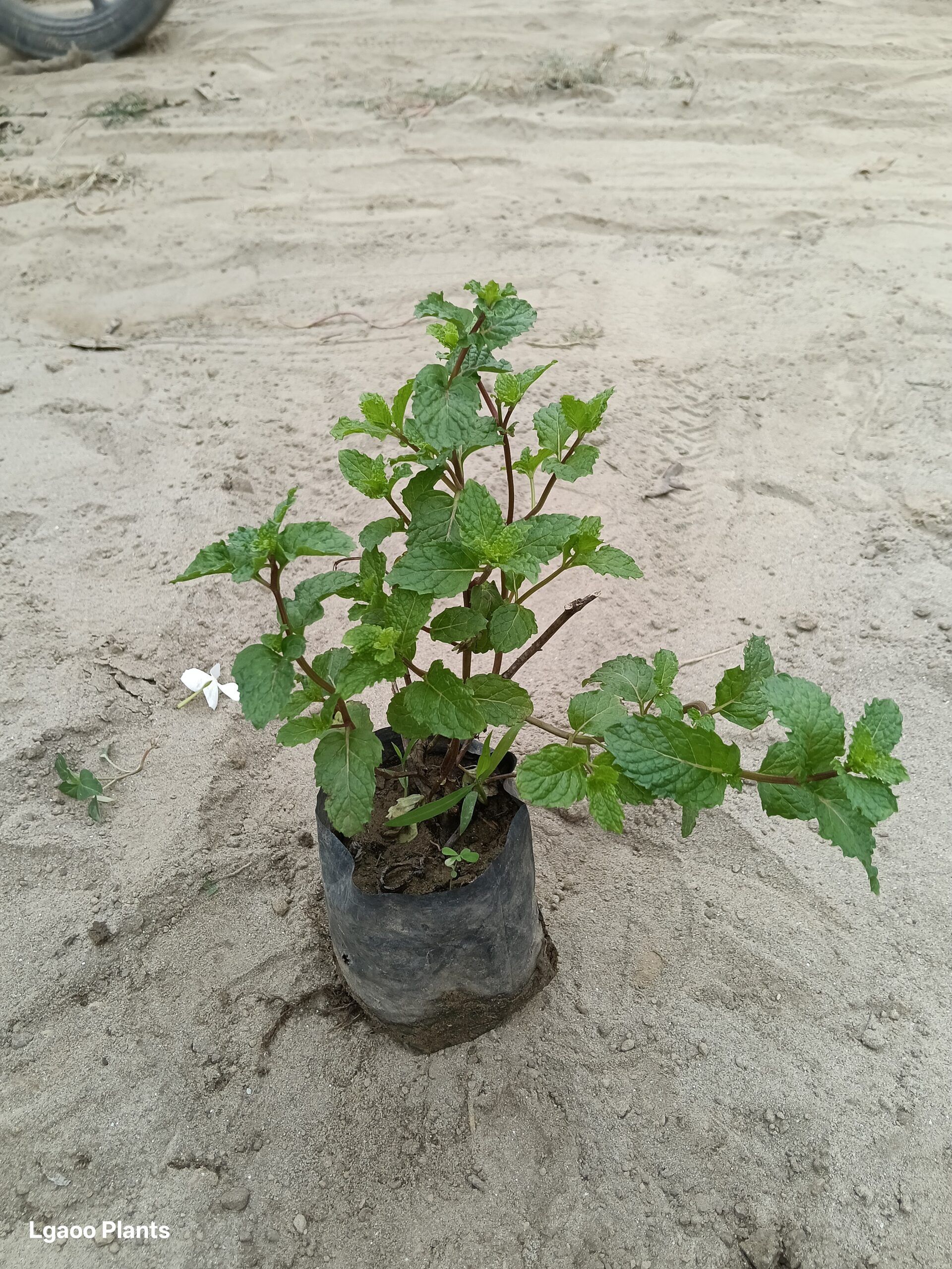Pudina Plant ( Mint ) 5 Inch Nursery Bag