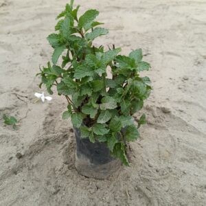 Pudina Plant ( Mint ) 5 Inch Nursery Bag