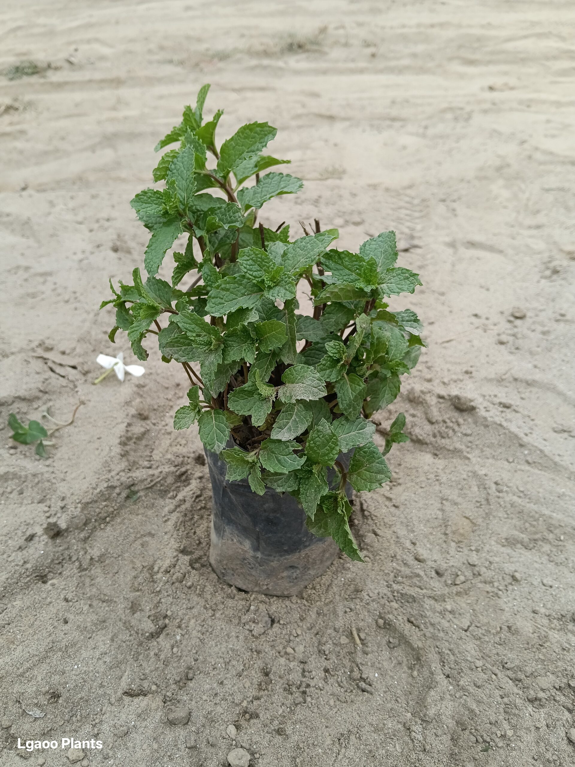 Pudina Plant ( Mint ) 5 Inch Nursery Bag
