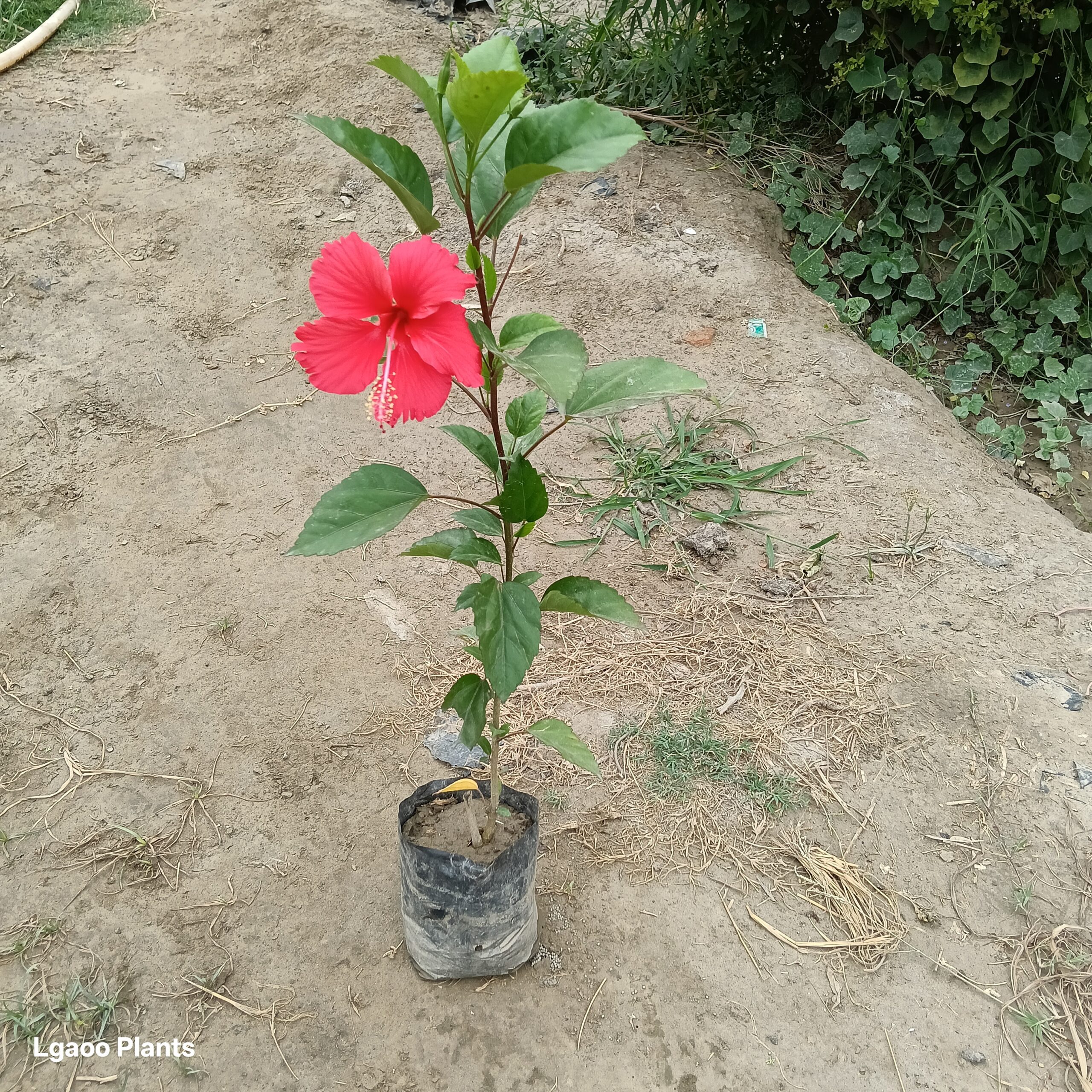 Red Habiscus Plant ( Gudhal ) - 6 inch poly bag