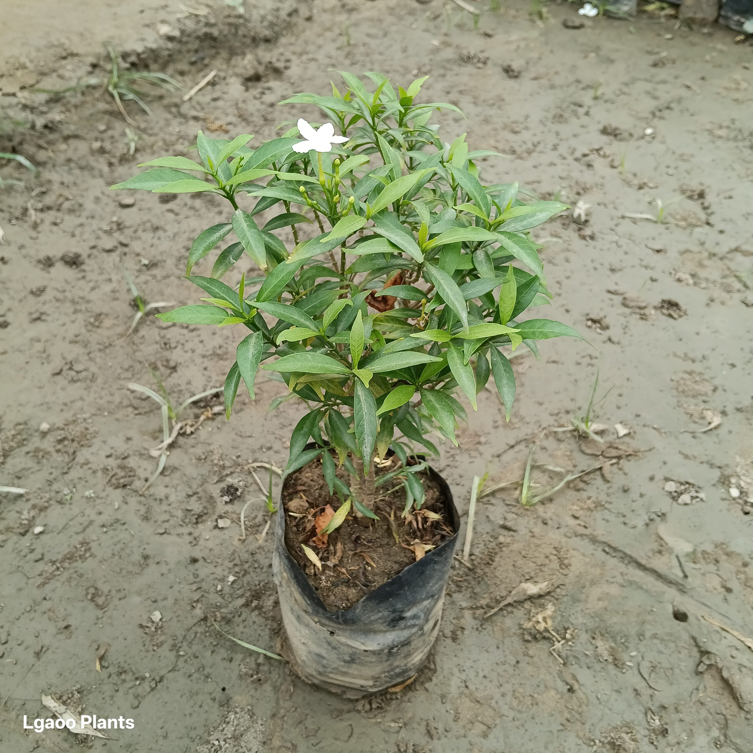 Chandni Dwarf | Jasmine In 8 Inch poly Bag