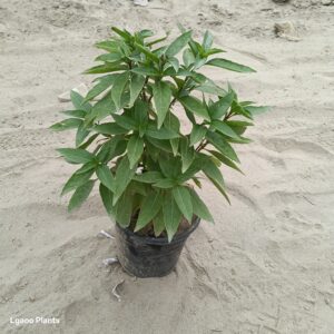 Basil Tulsi Plant – 6 Inch Pot