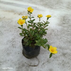 Kulfa | Purslane Plant – In 5 Inch Poly Bag