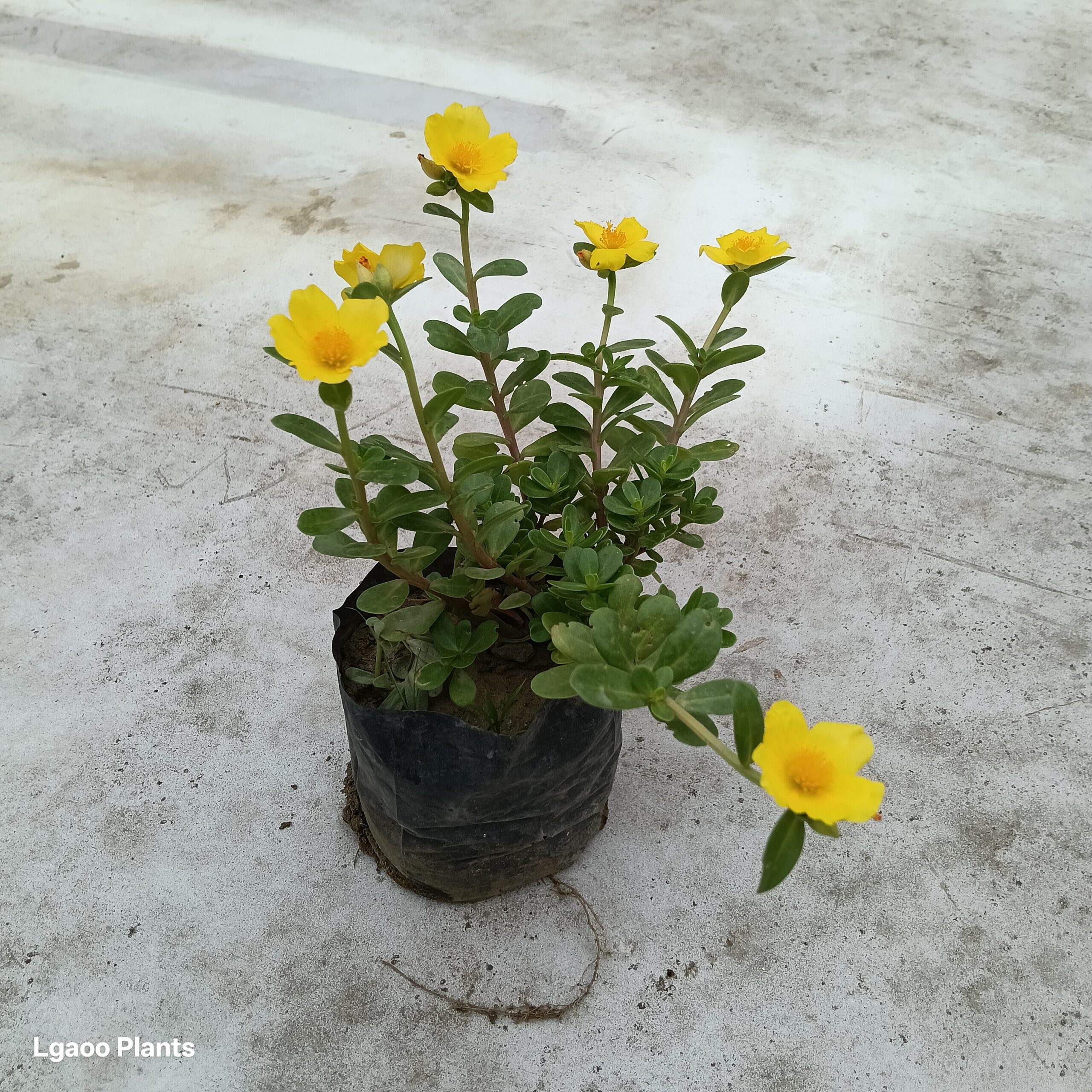 Kulfa | Purslane Plant - In 5 Inch Poly Bag